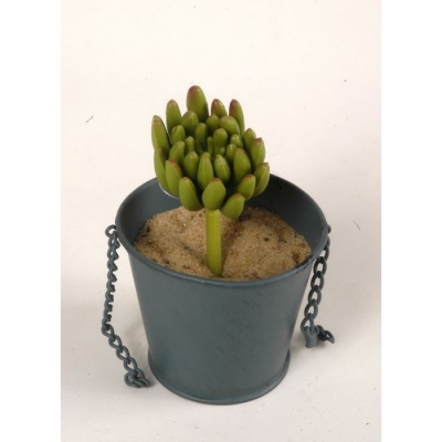 Suculenta-pick-032254.jpg