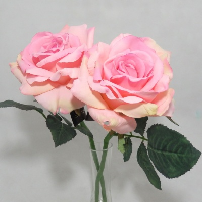 Rosa-230062...JPG