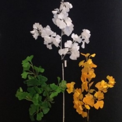 Vara-ginko-563087.jpg