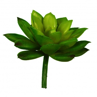 Pick-suculenta.jpg