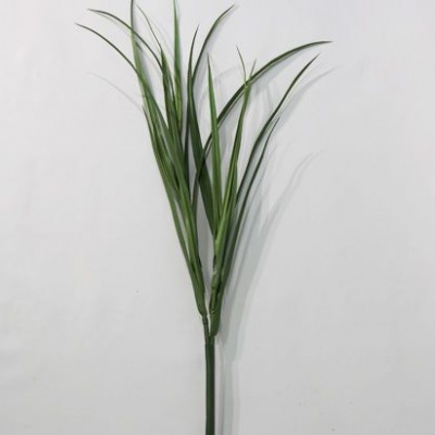 pASTO-033792.jpg
