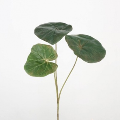 Vara-begonia-0331067.jpg