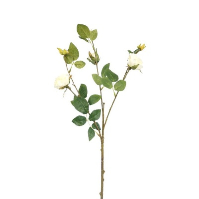 Rosa-281437-3.jpg