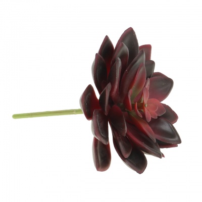 Suculenta-0321073.jpg