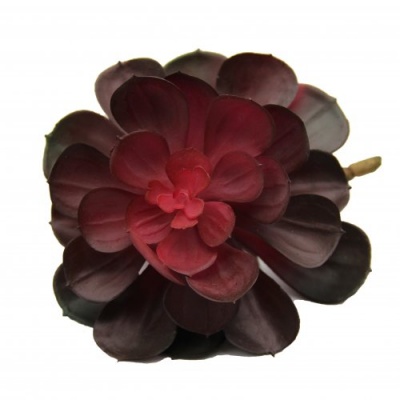 Pick-suculenta-735916.jpg