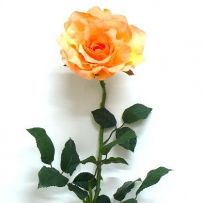 Rosa-0331167.jpg