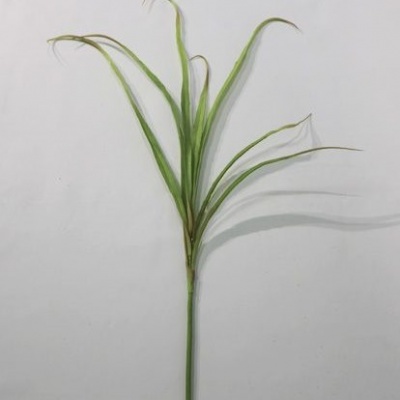 Rama-0331211.jpg