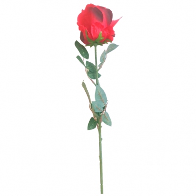 Rosa-281477-2.png