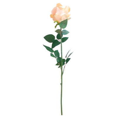 rosa-281477-3.png