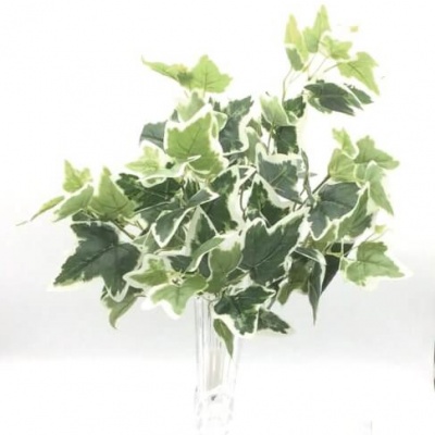 Planta-563411.jpg