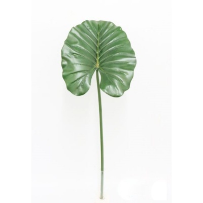 Hoja-033777.jpg