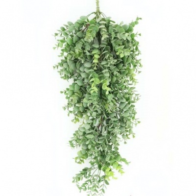 Eucaliptus-0331223.jpg
