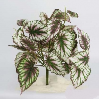 0331339-begonia.jpg