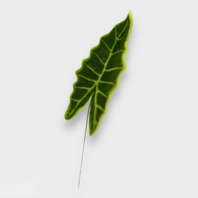 563573-alocasia.jpg