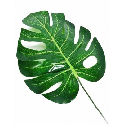 810454-HOJA.jpg