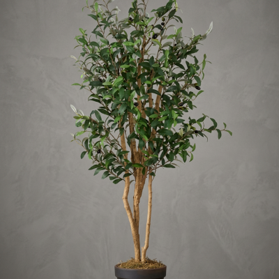 0331296-OLIVO-IA.png
