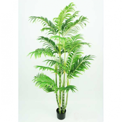 0331410-areca.png