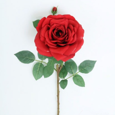 0331177-3-ROSA.jpg