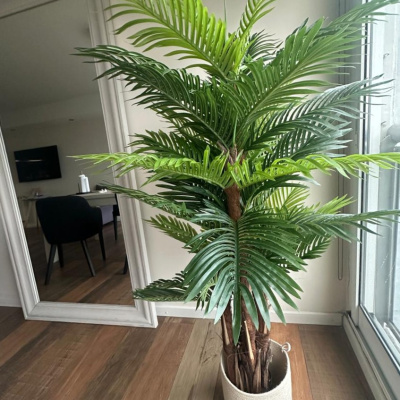 0431160-palmera.jpeg
