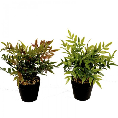 0431577-PLANTA.jpg