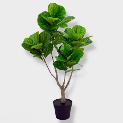 0431707-FICUS-PANDURATA-TF-03427P.jpg