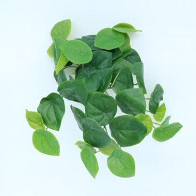 0431773-PLANTA-PILEA-PEPEROMOIDES.jpg