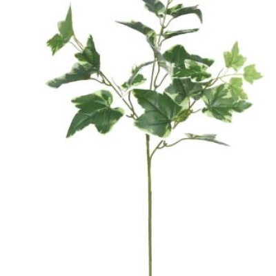 0431836-VARA.JPG