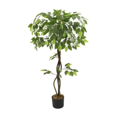 0432580-FICUS.png