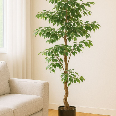 0432582-ficus-nuevoooo_1.jpeg