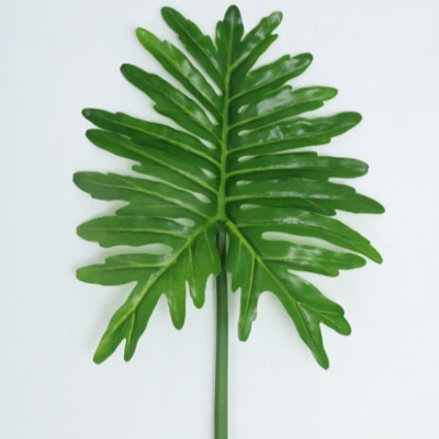0432665-FILODENDRO.jpg