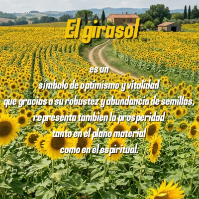 GIRASOLES-FRASES.jpg