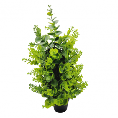 0433123-sedum.png