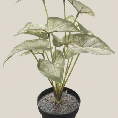 PLANTA-BEGONIA.jpg