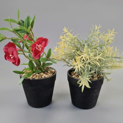 PLANTA-SURTIDA-1.jpg