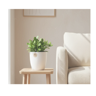 MACETA-LIVING-1.png