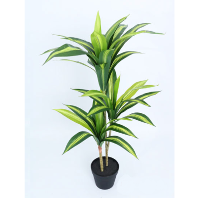 0434169-DRACENA.png