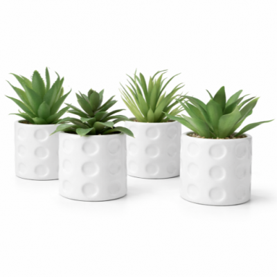 0434515-suculenta.png
