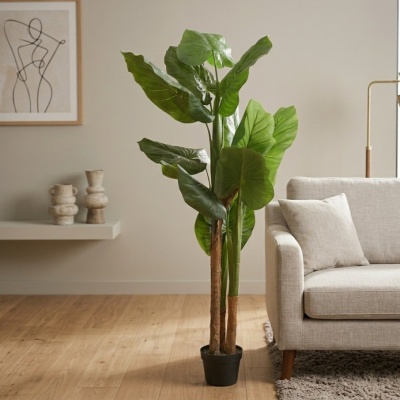 0434716-MONSTERA-2.jpg