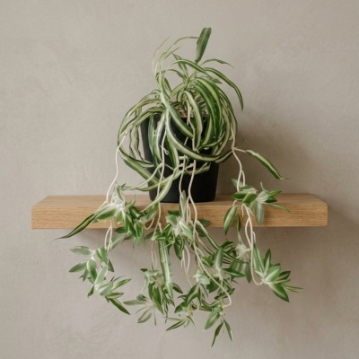 0435331-PLANTA.jpeg