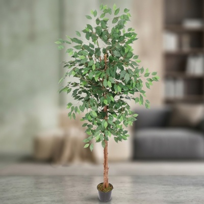 0435674-FICUS.png