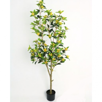 0435679-planta.png
